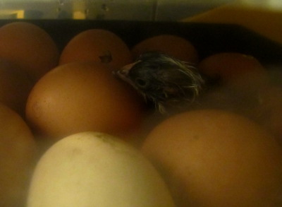 Hatched chick