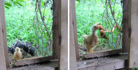 poultry ramp one month later