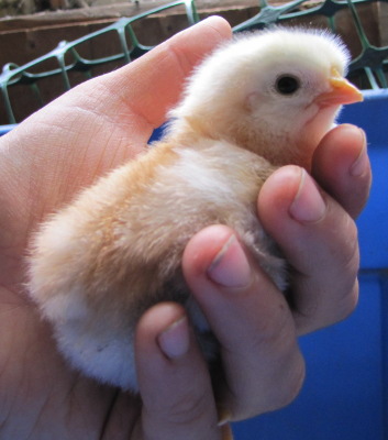 cut chick in a hand