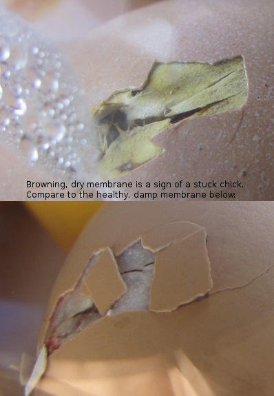 A brown, dry membrane is a sign of a stuck chick. Compare to the healthy, damp membrane below.