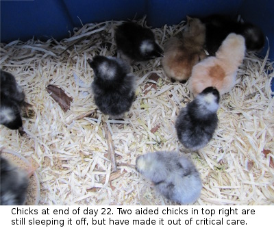Nine chicks