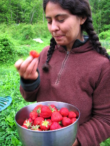 Bowl of strawberries