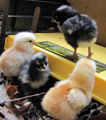 Chick on brooder