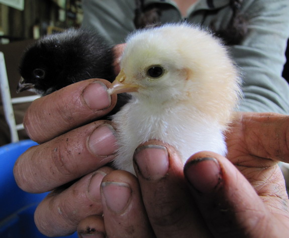 Holding chicks