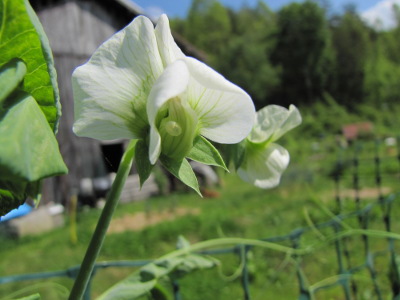 Pea flowers