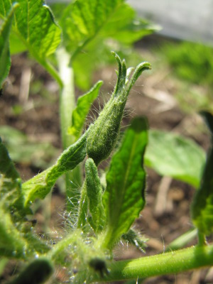 Tomato bud