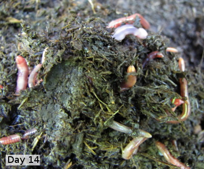 Compost worms