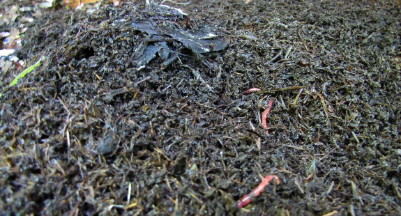 Worm castings