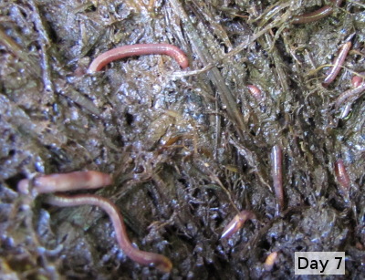 Worms in fresh manure