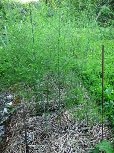 Asparagus bed