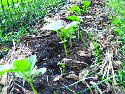 Comfrey mulch