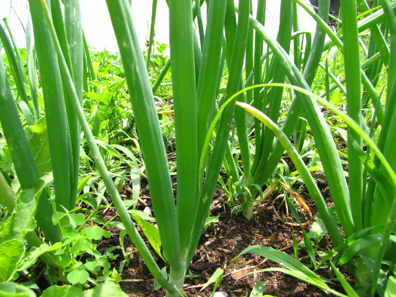 Weedy onions