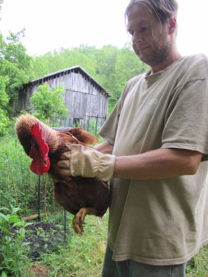 Holding a rooster