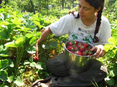 Picking strawberries