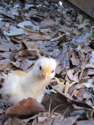 Golden Comet chick