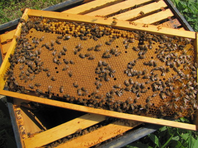 Successfully split hive