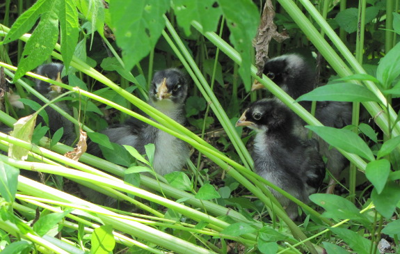 Chicks on pasture