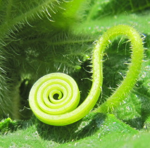 Cucumber tendril