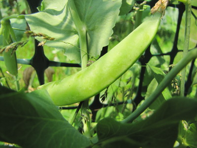 Sugar snap pea