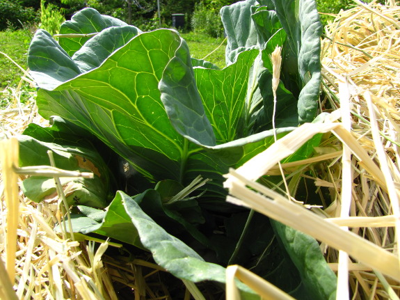 Cabbage mulched with straw