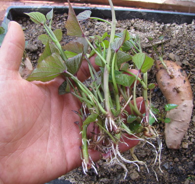 Rooted cuttings