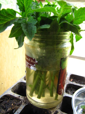 Tomato cuttings