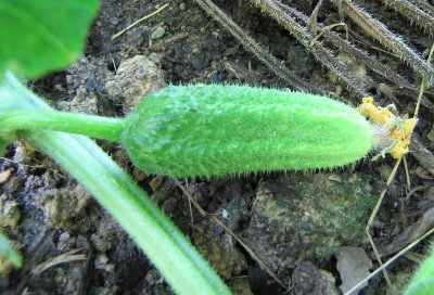 Baby cucumber