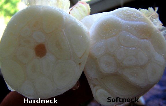 Hardneck and softneck garlic