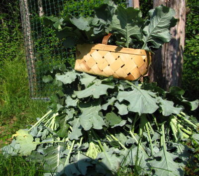 Mountain of broccoli