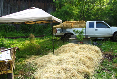 Straw kill mulch