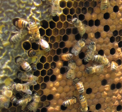 Brood and honey