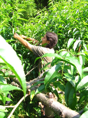 Summer pruning