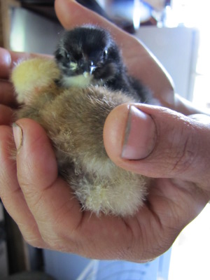 Two new chicks