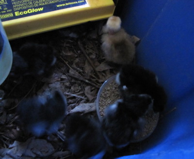 Day old chicks