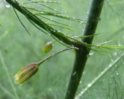 Asparagus flower