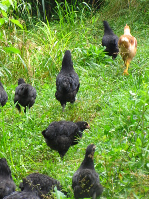 Black chickens