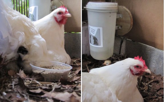 Broody hen taking care of incubated chicks
