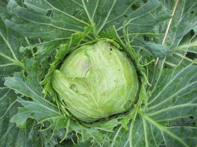 Cabbage worm damage