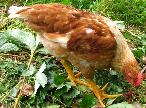 Chicken eating rotten strawberry