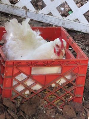 Chicken in milk crate