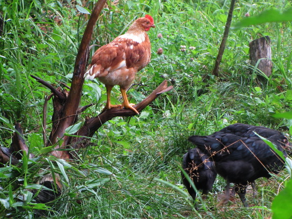 Cockerel on branch