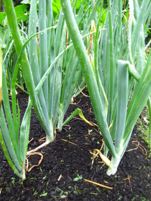 Leaf compost mulch around onions