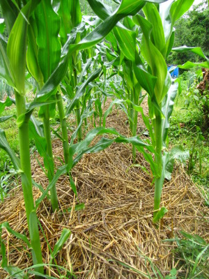 Straw mulch around corn