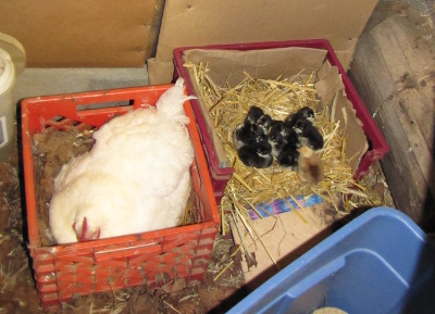 Two nest boxes