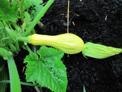 Yellow crookneck squash