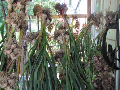 Curing garlic