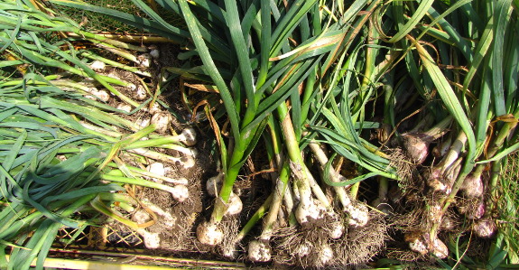 Garlic harvest