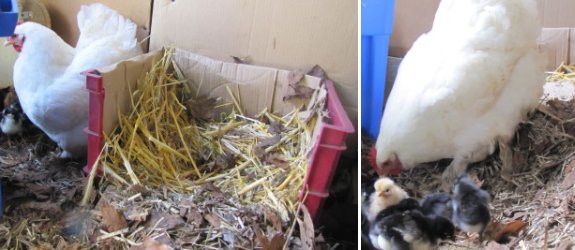 new nest box update for broody hen and chicks