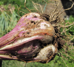 Overmature garlic head