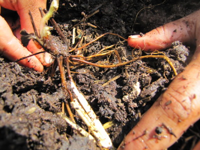 Planting strawberry